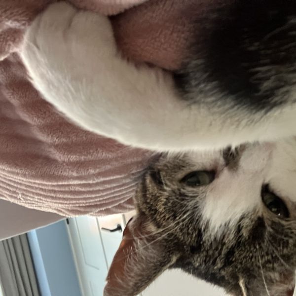 Puk uit Breda zoekt een Kattenoppas