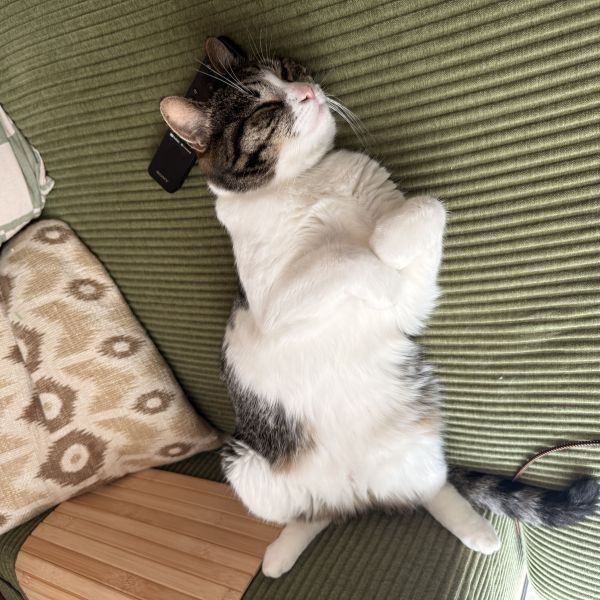 Puti uit Amersfoort zoekt een Kattenoppas