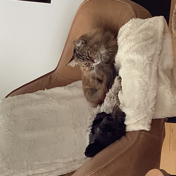 Orana uit Lelystad zoekt een Kattenoppas