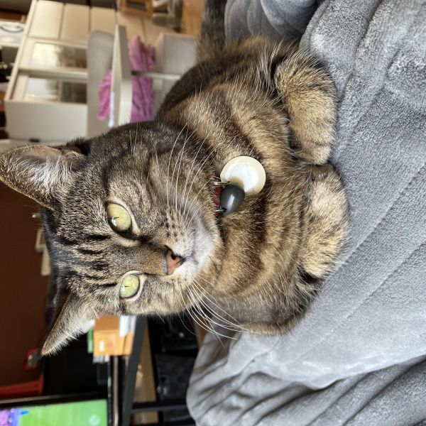 Tascha uit Julianadorp zoekt een Kattenoppas