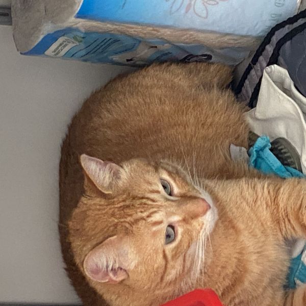 Ollie uit Tilburg zoekt een Kattenoppas