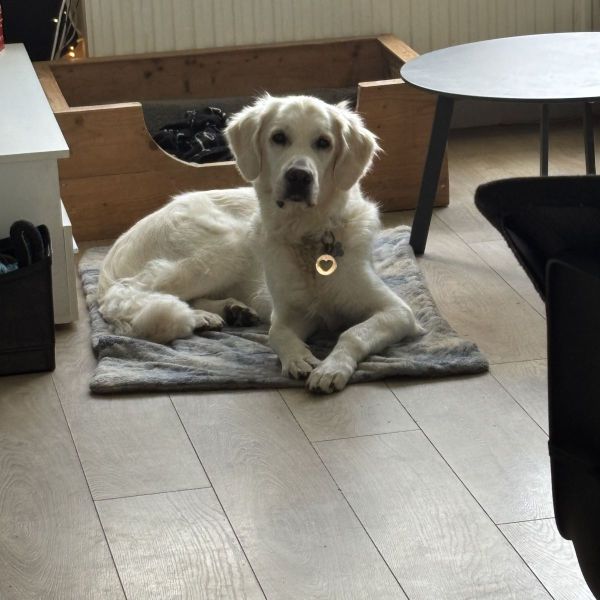 Huisdierenoppas Nora uit Waalwijk