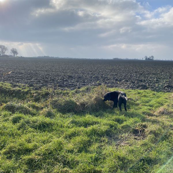 Hondenoppas Emarie uit Schouwen Duiveland
