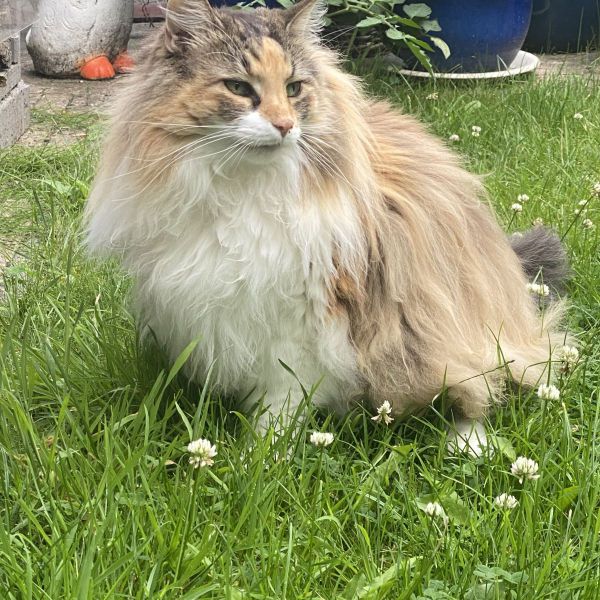 Huisdierenoppas Irene uit Arnhem