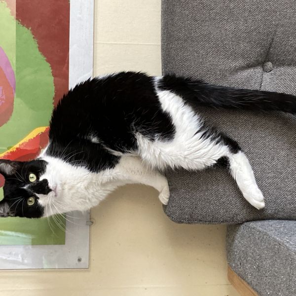 Katja, Sproet uit Rotterdam zoekt een Kattenoppas