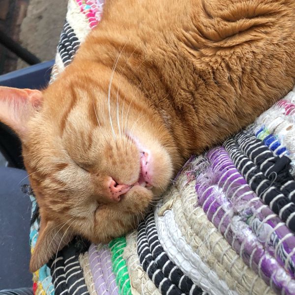 Gizmo, Minou, Esmee uit Beuningen zoekt een Kattenoppas