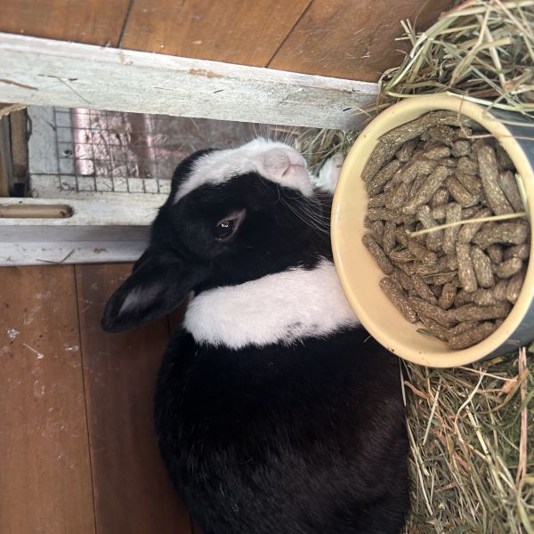 Coco uit Arnhem zoekt een Knaagdierenoppas