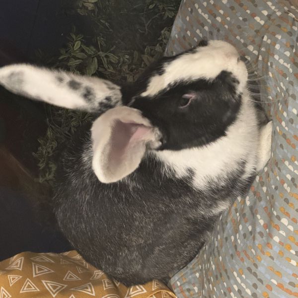Rambo uit Borne zoekt een Knaagdierenoppas