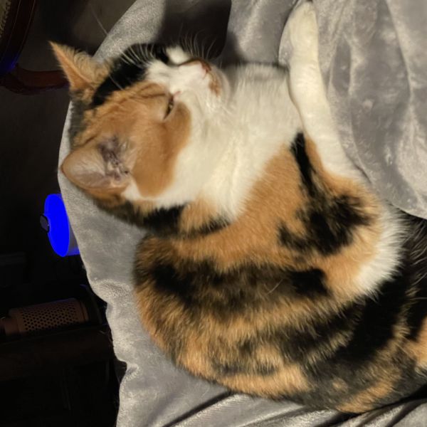Conny Verbaas, Loekie (knulletje, Snowwy uit Oud-Beijerland zoekt een Kattenoppas