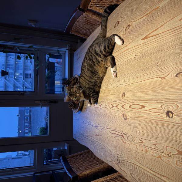 Joep, Ollie uit Ijmuiden zoekt een Kattenoppas