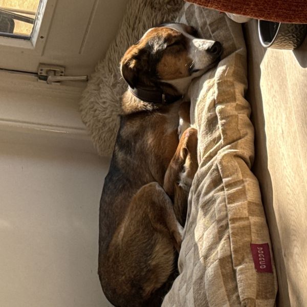 Billy, Pablo uit Amersfoort zoekt een huisdierenoppas