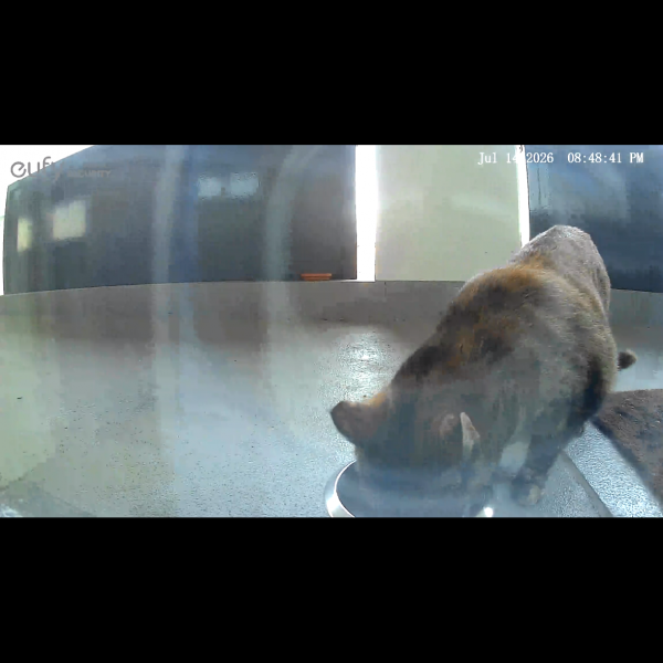 Nala uit Oisterwijk zoekt een Kattenoppas