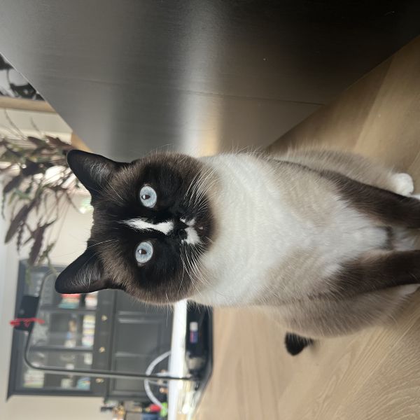 Bimbo uit Drunen zoekt een Kattenoppas