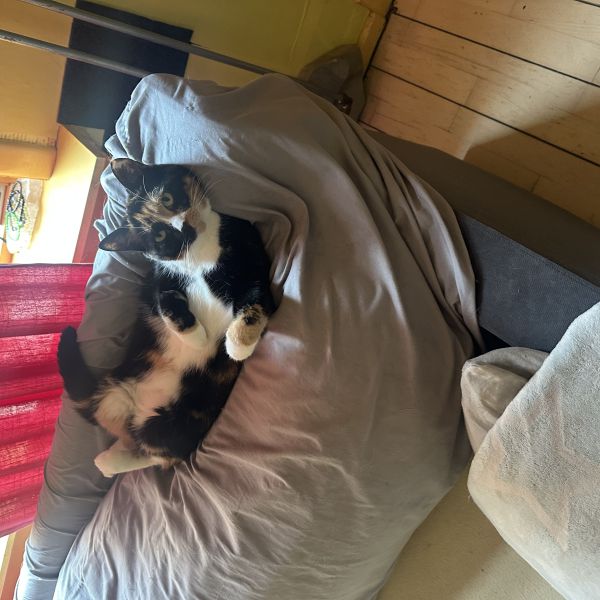 Suske, Wiske uit Hengelo zoekt een Kattenoppas