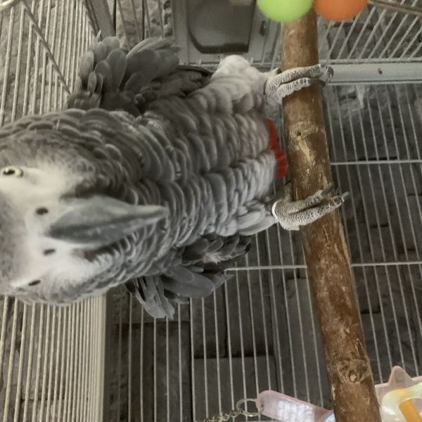 Zumah uit Noordwijk zoekt een Vogeloppas