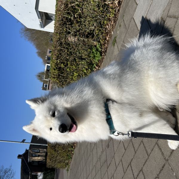 Nacho uit Kesteren zoekt een Hondenoppas