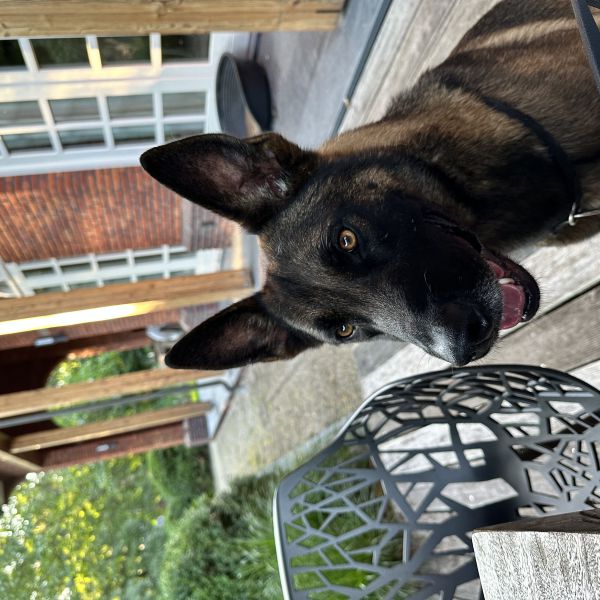 Rocco uit Oisterwijk zoekt een Hondenoppas