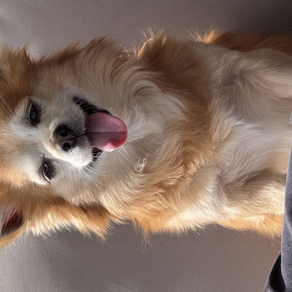Simba uit Etten-Leur zoekt een Hondenoppas