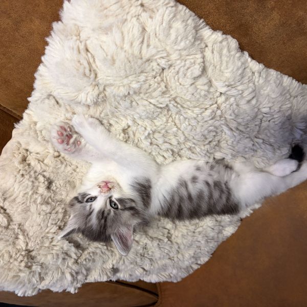 Ivar, Icara, Ivory uit Maastricht zoekt een Kattenoppas
