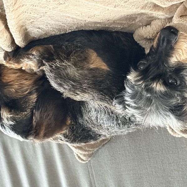 Bobbi, Guus uit Hilversum zoekt een Hondenoppas