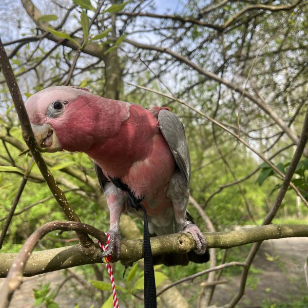 Tella uit Amsterdam zoekt een Vogeloppas