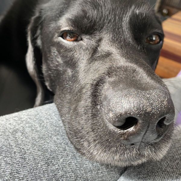 Hondenoppas Emarie uit Scharendijke