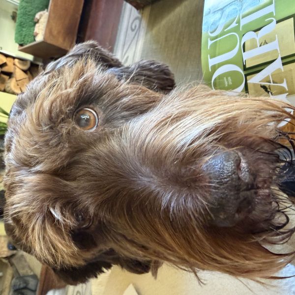 Edda (Korthals Griffon) uit Diepenheim zoekt een Hondenoppas