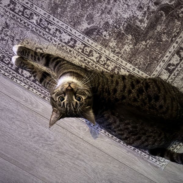 Findik uit 'S-Gravenzande zoekt een Kattenoppas