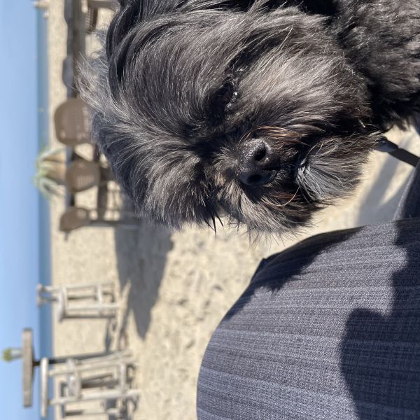 Nera uit Den Haag zoekt een Hondenoppas