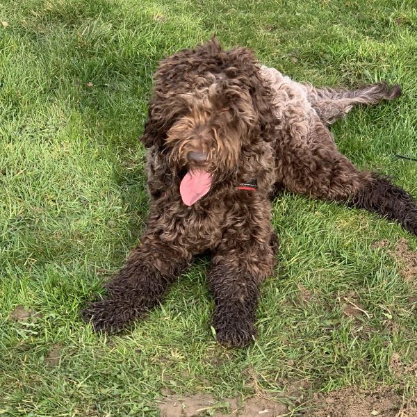 Max uit Beuningen zoekt een Hondenoppas