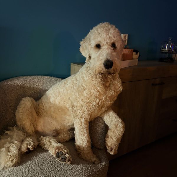 Ollie uit Beverwijk zoekt een Hondenoppas