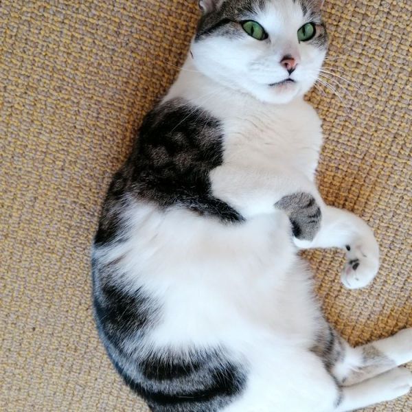 Luus, Koos en Joris, Emmie uit Soesterberg zoekt een Kattenoppas