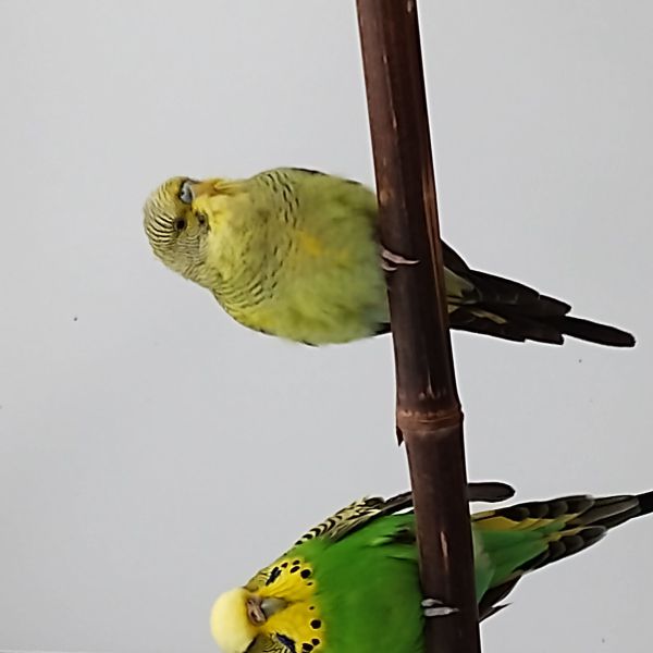 Geen naam, Kippies uit Voorhout zoekt een Vogeloppas