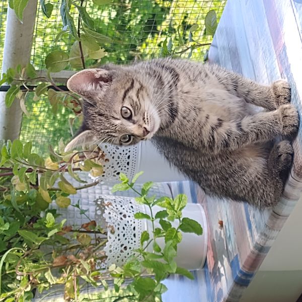 Guus, Pim uit Dieren zoekt een Kattenoppas