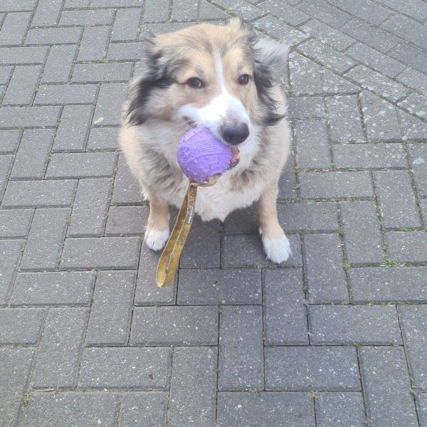 Zipper, Zipper uit Heerlen zoekt een Hondenoppas