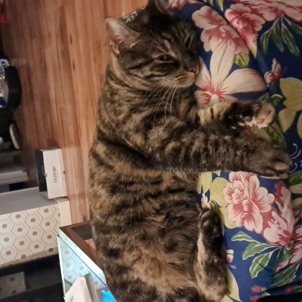 Zaza uit Eindhoven zoekt een Kattenoppas