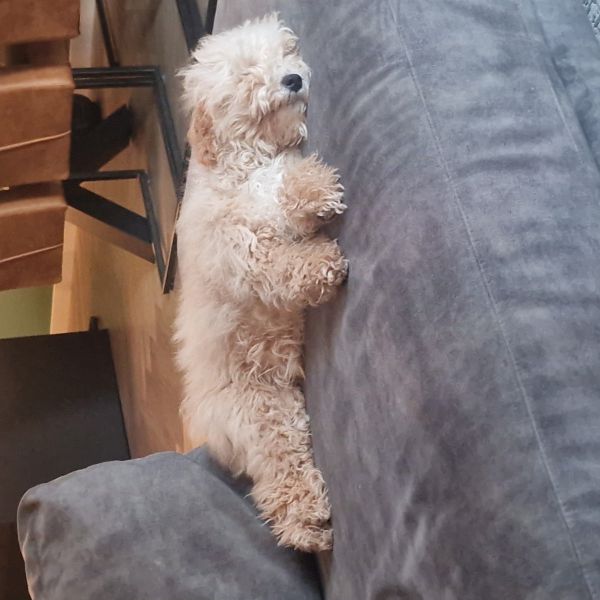 Lily uit Vlaardingen zoekt een Hondenoppas