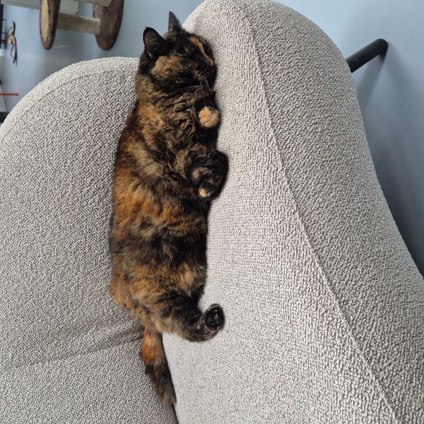 Tommy uit Heiloo zoekt een Kattenoppas