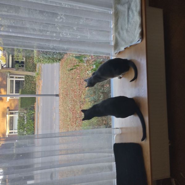 Jasper, Grey uit Rheden zoekt een Kattenoppas