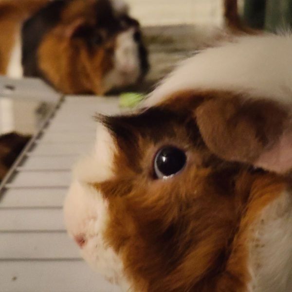 Knif, Knaf uit Amsterdam zoekt een Knaagdierenoppas