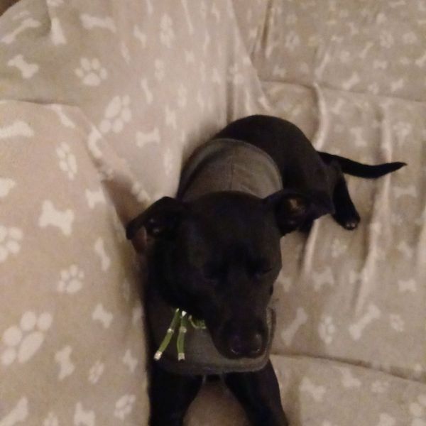 Hondenoppas Daniëlle uit Tegelen