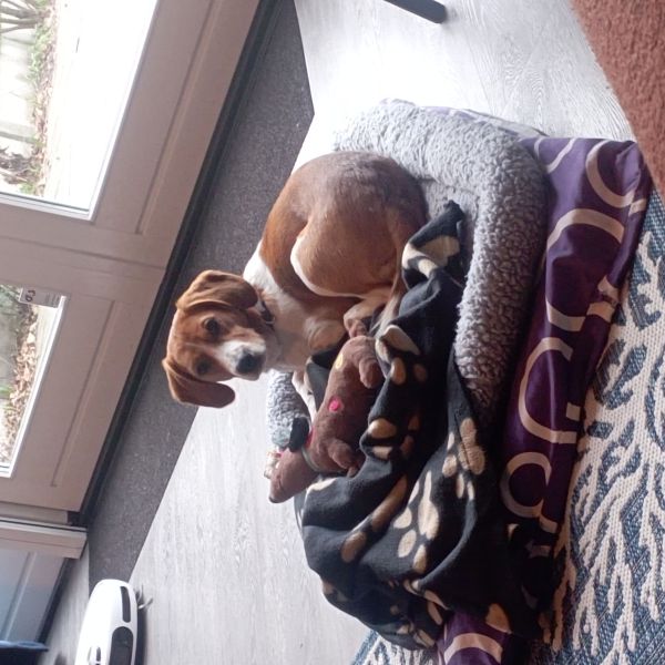 Millie uit Bunnik zoekt een Hondenoppas