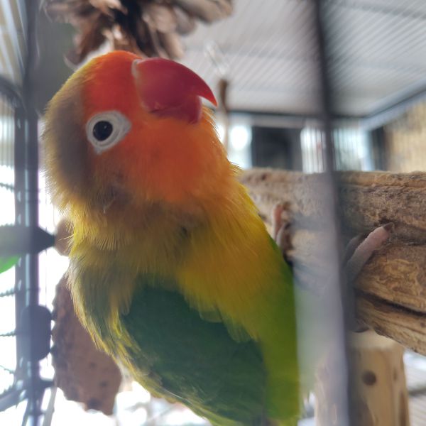 Simba, Rafiki, Gyro uit Delft zoekt een Vogeloppas