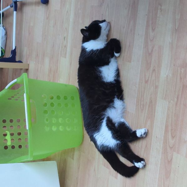 Joeri Reisdorf uit Breda zoekt een Kattenoppas