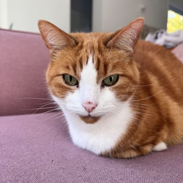 Mies, Loes uit Vijfhuizen zoekt een Kattenoppas