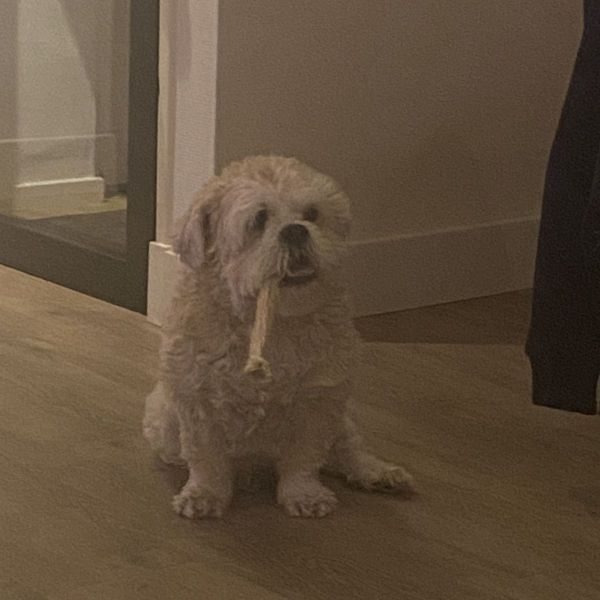 Billy, Olly uit Didam zoekt een Hondenoppas