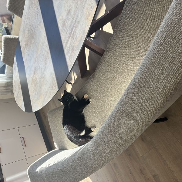 Poes uit Horssen zoekt een Kattenoppas