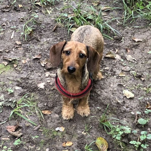 Biby, Biby uit Nootdorp zoekt een Hondenoppas