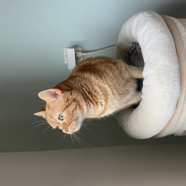 Poekie, Marley uit Culemborg zoekt een Kattenoppas