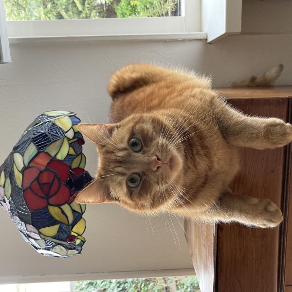 Stormy, Whiny uit Amersfoort zoekt een Kattenoppas